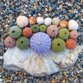 Colorful sea urchins and shells on the beach Royalty Free Stock Photo