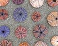 Colorful sea urchins shells on wet sand beach top view