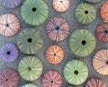 Colorful sea urchins shells on wet sand beach top view Royalty Free Stock Photo