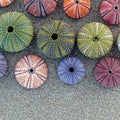 Colorful sea urchins shells on wet sand beach top view