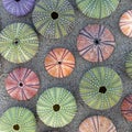 Colorful sea urchins shells on wet sand beach top view Royalty Free Stock Photo