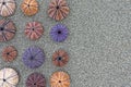 Colorful sea urchins shells on wet sand beach top view Royalty Free Stock Photo