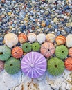 Colorful sea urchins and shells Royalty Free Stock Photo