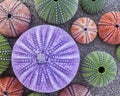 Colorful sea urchins on wet sand beach