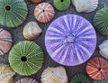 Colorful sea urchins on wet sand beach