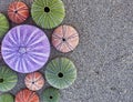 Colorful sea urchins on wet sand beach Royalty Free Stock Photo