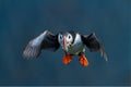 Atlantic puffin from Runde Norway Royalty Free Stock Photo