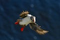 Atlantic puffin with small sandeels in its beak flying against dark blue ocean