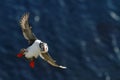 Atlantic puffin with small sandeels in its beak flying against dark blue ocean