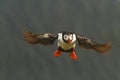 Colorful seabird, Fratercula arctica, Atlantic puffin with small sandeels in its beak flying against dark blue ocean