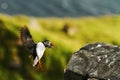 Colorful seabird, Fratercula arctica, Atlantic puffin with small sandeels in its beak flying against dark blue ocean