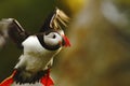 Colorful seabird, Fratercula arctica, Atlantic puffin with small sandeels in its beak flying against dark blue ocean