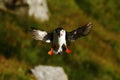 Colorful seabird, Fratercula arctica, Atlantic puffin with small sandeels in its beak flying against green background