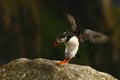 Colorful seabird, Fratercula arctica, Atlantic puffin with small sandeels in its beak flying against green background Royalty Free Stock Photo