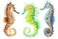 Colorful seahorses, hand drawn watercolor illustration Royalty Free Stock Photo