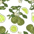 Colorful seamless pattern with bergamot