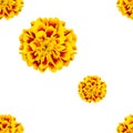 Colorful seamless pattern of flowers tagetes patula Royalty Free Stock Photo