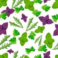 Colorful seamless print pattern with oregano,basil,arugula and parsley. Herbal engraved style illustration. Detailed organic produ