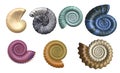 Colorful Seashell Collection