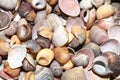 Colorful seashell collection close-up