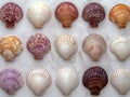Colorful seashell collection on marble background