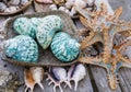 Colorful seashell on a wooden board