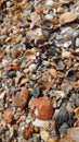 Colorful seashells textured background in the summer season