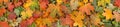 Colorful seasonal autumn background pattern, Vibrant carpet of fallen forest leaves.