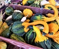 Colorful seasonal gourds in purple wicker basket