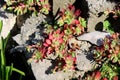 Colorful Sedum or Stonecrop perennial leaf succulent with water-storing leaves plants growing from holes in rocks planted in local