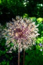 Colorful seed head of an ornamental onion plant backlit in a sunny summer garden