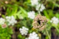 Colorful seed head of a wild carrot from close