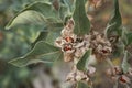 Withania somnifera plant close up