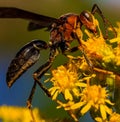 Colorful selective focus image of an Asian giant hornet in yellow flowers