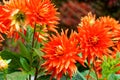Flamboyant orange bloom of Semi-cactus dahlia Vulkan flowering in garden Royalty Free Stock Photo