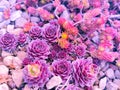 Colorful Sempervivum - houseleek plants sitting in ther natural Environment in a rockery garden