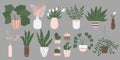 Colorful set of houseplants in pot. Vector illustrations of Indoor plants in flowerpot collection. Flowers and cactus in pot in Royalty Free Stock Photo