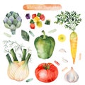 Colorful set with tomato,carrot,green pepper,artichoke,fennel,garlic. Royalty Free Stock Photo