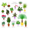 Colorful set of various potted tropical houseplants. Succulents, evergreen plants in planters. Flat style stock vector