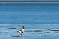Colorful Shelduck standing by the coast
