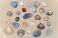Colorful shell on the beach Royalty Free Stock Photo