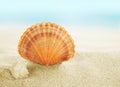 Colorful shell on beach Royalty Free Stock Photo