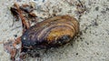 colorful shell on the lake beach with autumn leaves in nature Royalty Free Stock Photo