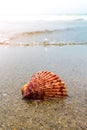 Colorful Shell in Sand and Waves at the Beach Royalty Free Stock Photo