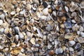 Colorful shells on the beach. Royalty Free Stock Photo