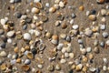 Colorful shells on the beach. Royalty Free Stock Photo