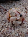 Colorful Shells in the beach sand