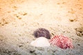 Colorful Shells in Sand at the Beach Royalty Free Stock Photo