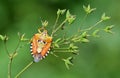 Carpocoris mediterraneus , The colorful shield bug or stink bug on flower , Hemiptera insect Royalty Free Stock Photo