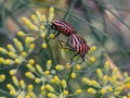 Colorful shield bugs on the top of green leaf. Red black insect